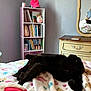 black_cat, bedroom, blanket, bookcase, books, cat, cozy, dresser, furniture, mirror, pink_cap, shelf, sleeping_cat, stuffed_toy, toy_figures, wall, window_light, indoor, bed, colorful
