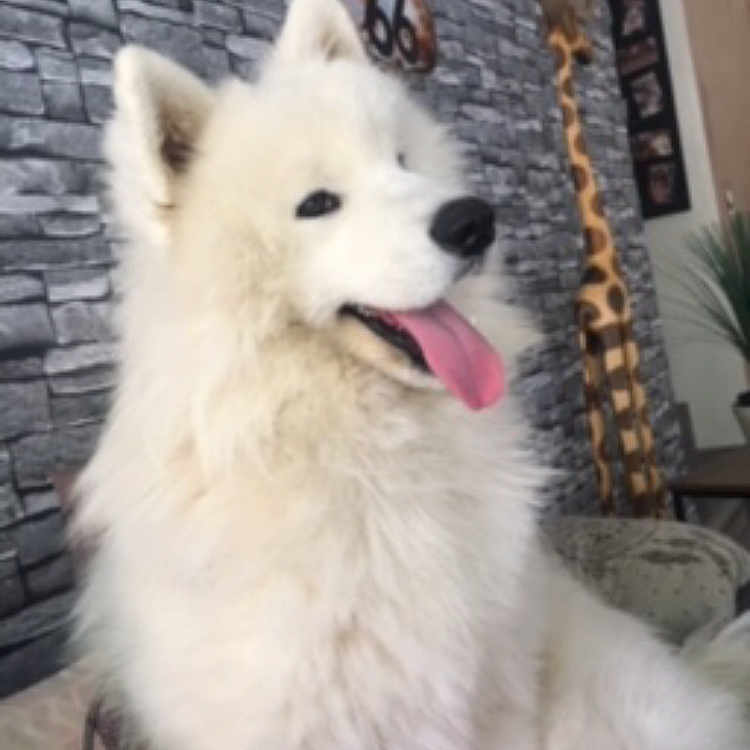 Kyo