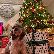 Gipsi a rejoint le concours — aidez-le/la à gagner de superbes lots ! bowtie, canine, celebration, christmas, christmas_tree, cute, decor, dog, festive, floor, fur, gift_box, holiday_decorations, home, indoor, lights, ornaments, pet, presents, seasonal
