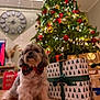 bowtie, canine, celebration, christmas, christmas_tree, cute, decor, dog, festive, floor, fur, gift_box, holiday_decorations, home, indoor, lights, ornaments, pet, presents, seasonal