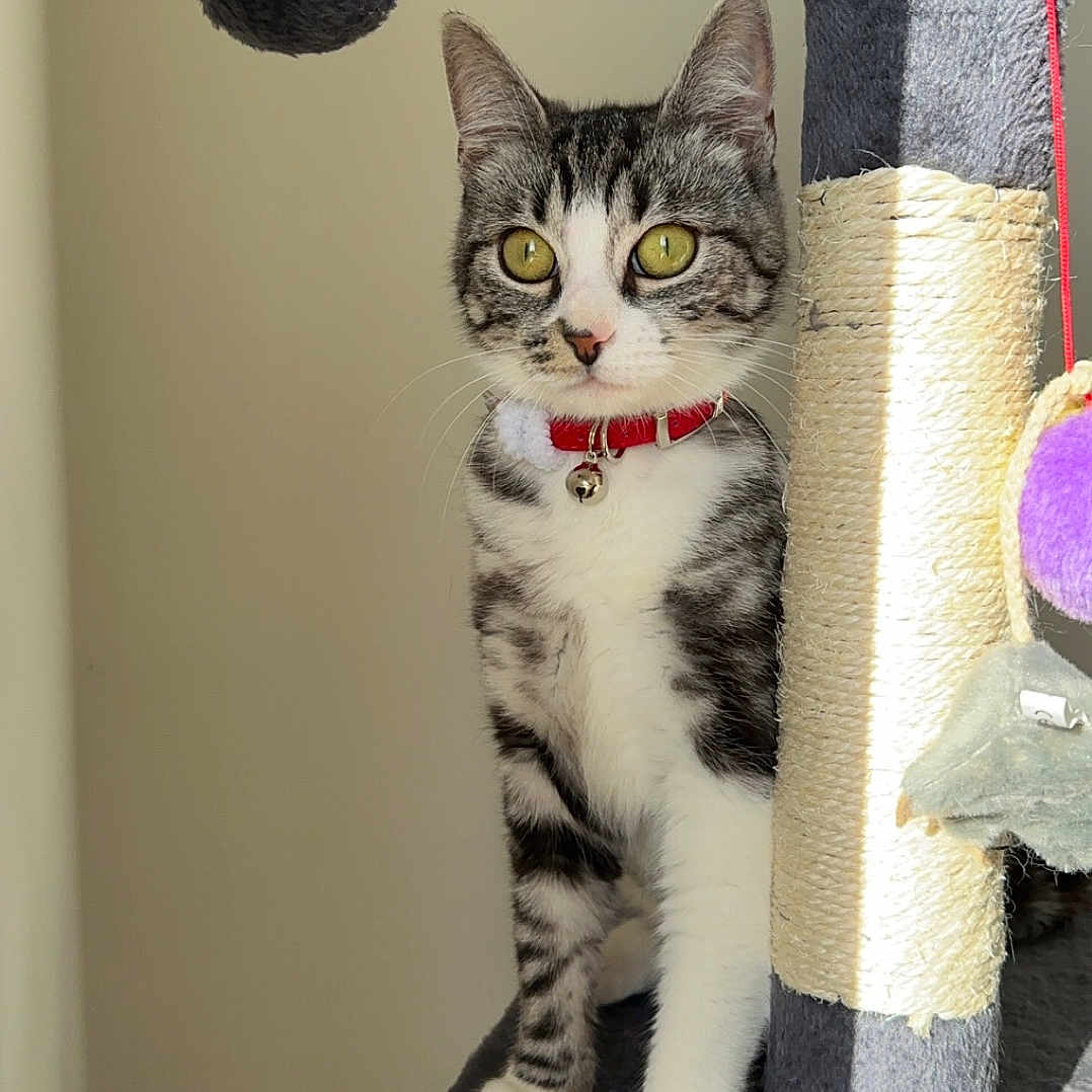 Masha a rejoint le concours — aidez-le/la à gagner de superbes lots ! abyssinian, accessories, angora, animal, architecture, building, cat, collar, egyptiancat, indoors, kitten, leash, manx, pet, shelf, siamese, slate, strap, wall, wood