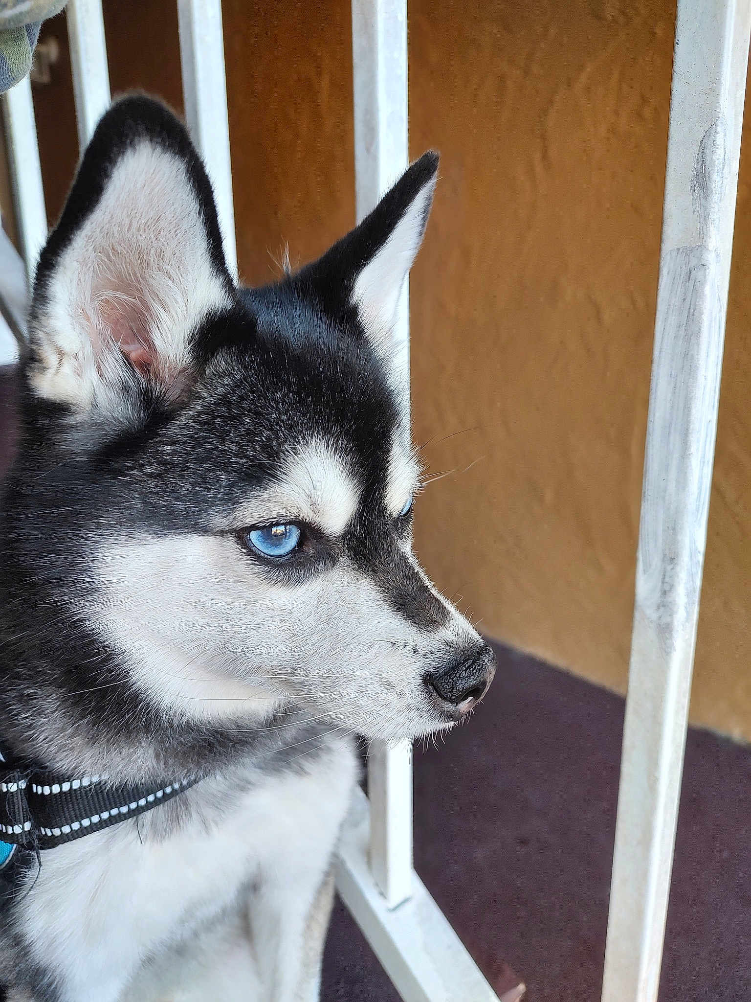 Floki