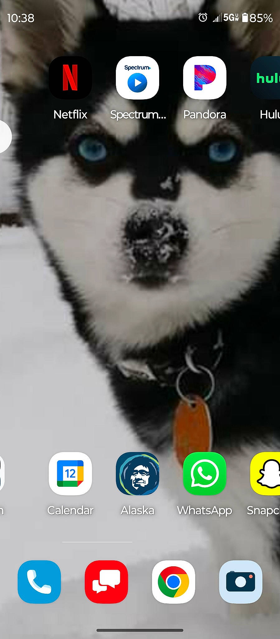 Floki is registered to the contest to win money with this photo: carnivore, collar, companion_dog, dog, dog_breed, dog_collar, font, fur, light, logo, organism, pet_supply, photo_caption, photograph, screenshot, snapshot, sporting_group, terrestrial_animal, whiskers, working_animal