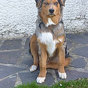 Ocho a rejoint le concours — aidez-le/la à gagner de superbes lots ! australian_shepherd, carnivoran, companion_dog, dog, dog_breed, dog_breed_group, dog_like_mammal, english_shepherd, miniature_australian_shepherd, rare_breed_dog, snout, welsh_sheepdog