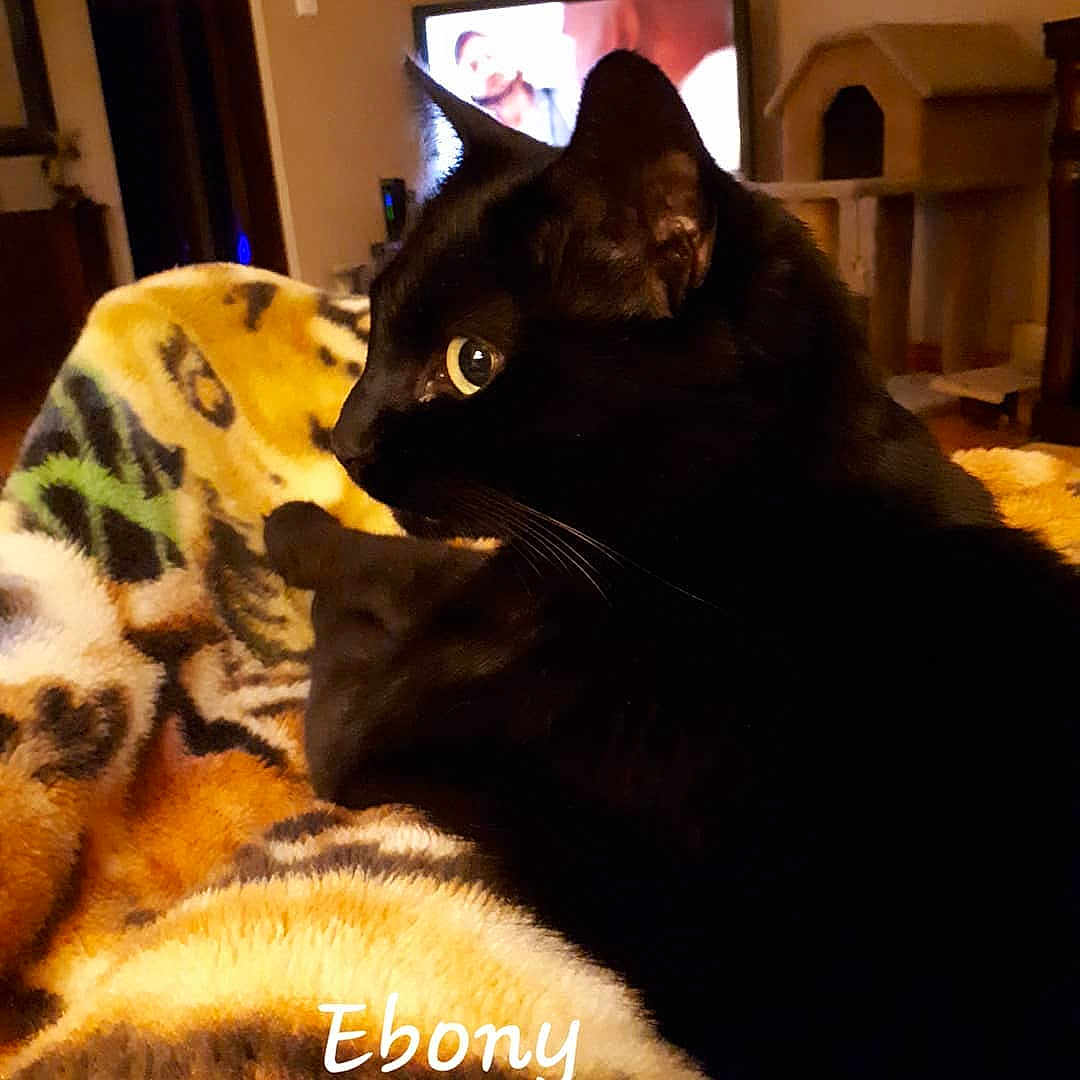 Ebony