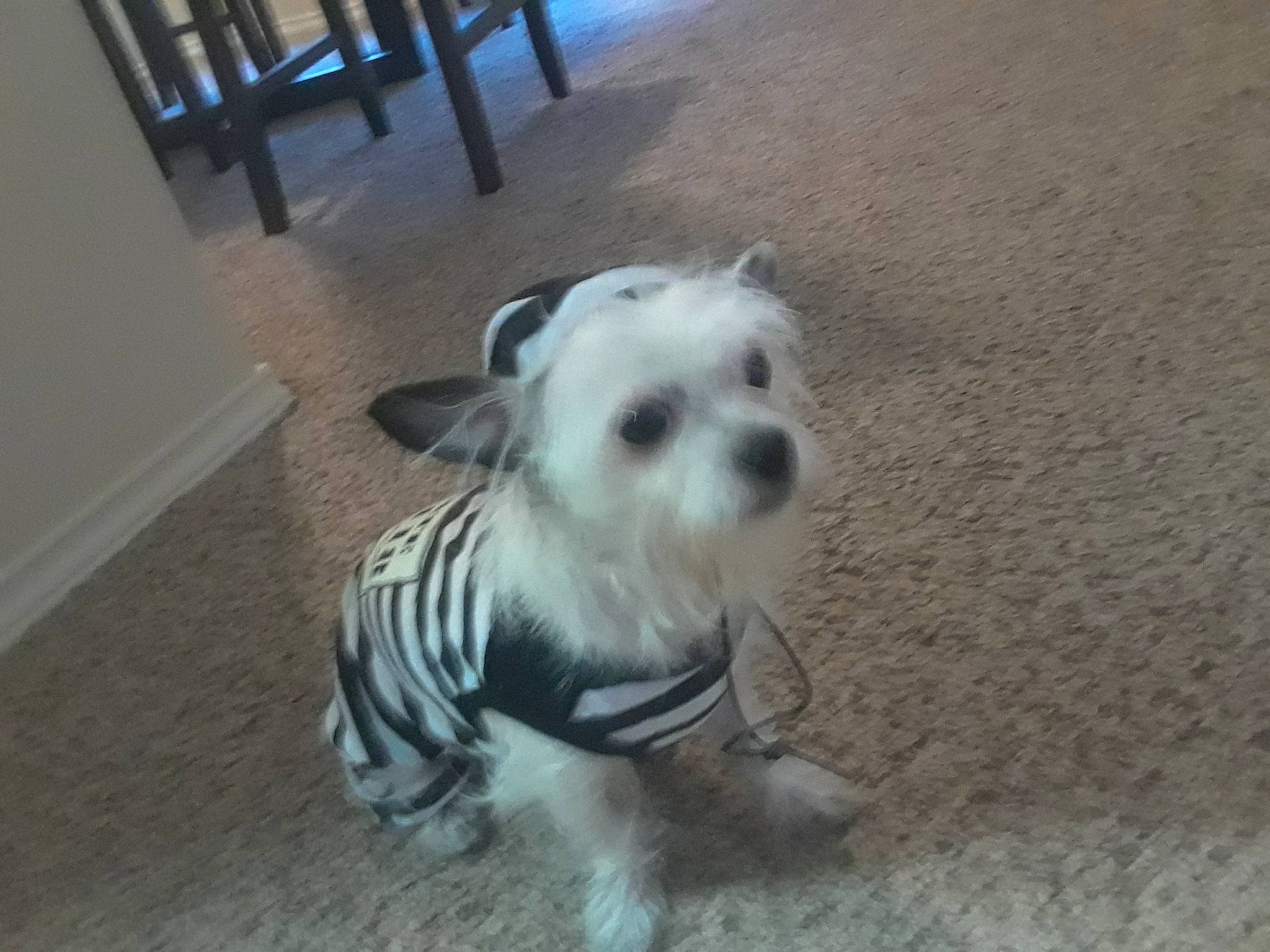 Luci is registered to the contest to win money with this photo: canidae, carnivore, companion_dog, dog, dog_breed, glen_of_imaal_terrier, maltese, mammal, morkie, non_sporting_group, puppy, rare_breed_dog, schnauzer, schnoodle, snout, sporting_group, sporting_lucas_terrier, toy_dog, vertebrate, west_highland_white_terrier