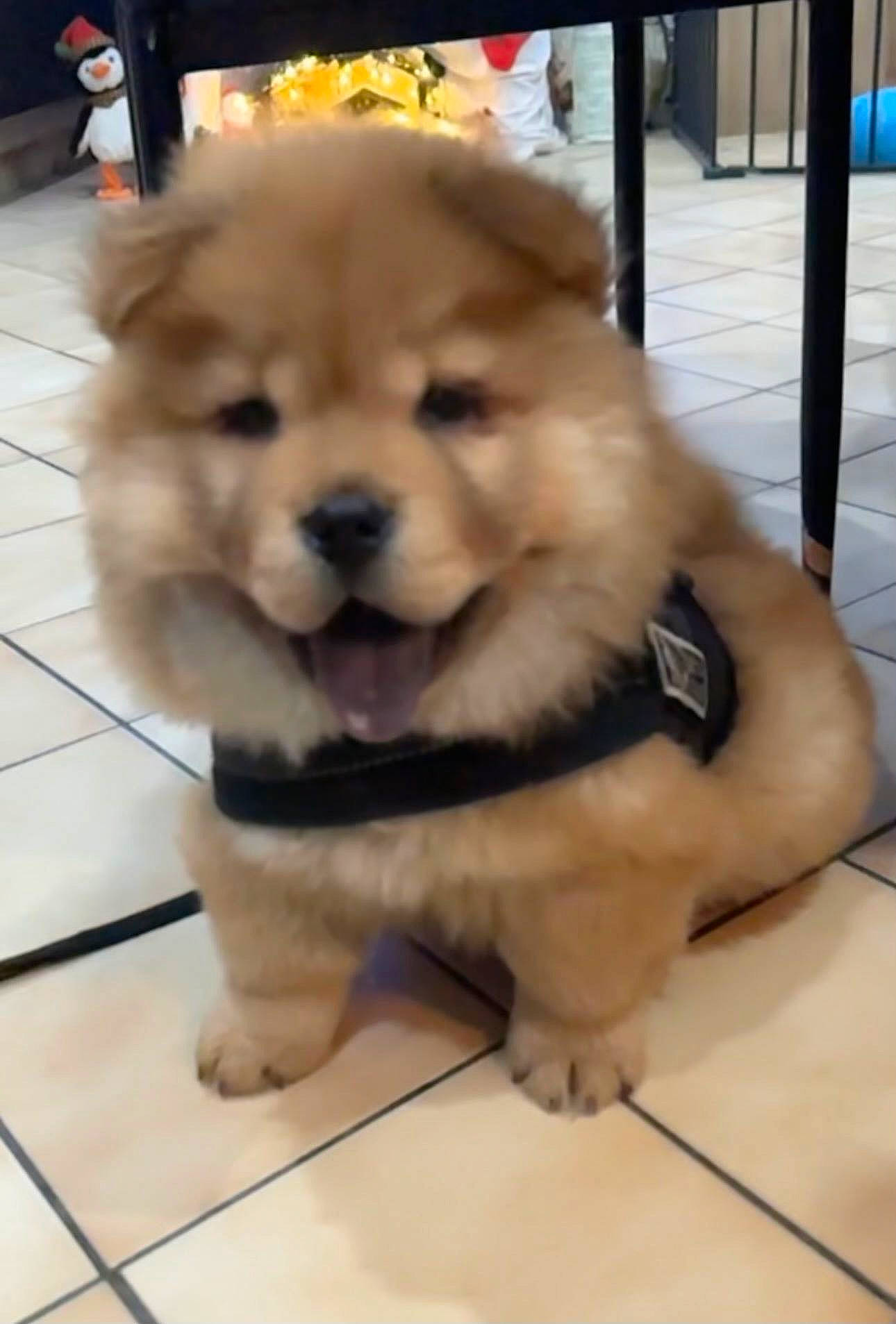 Ace a rejoint le concours — aidez-le/la à gagner de superbes lots ! ancient_dog_breeds, canidae, carnivore, companion_dog, dog, dog_breed, fawn, floor, flooring, fur, paw, pet_supply, snout, sporting_group, tail, terrestrial_animal, toy_dog, whiskers, working_animal, working_dog