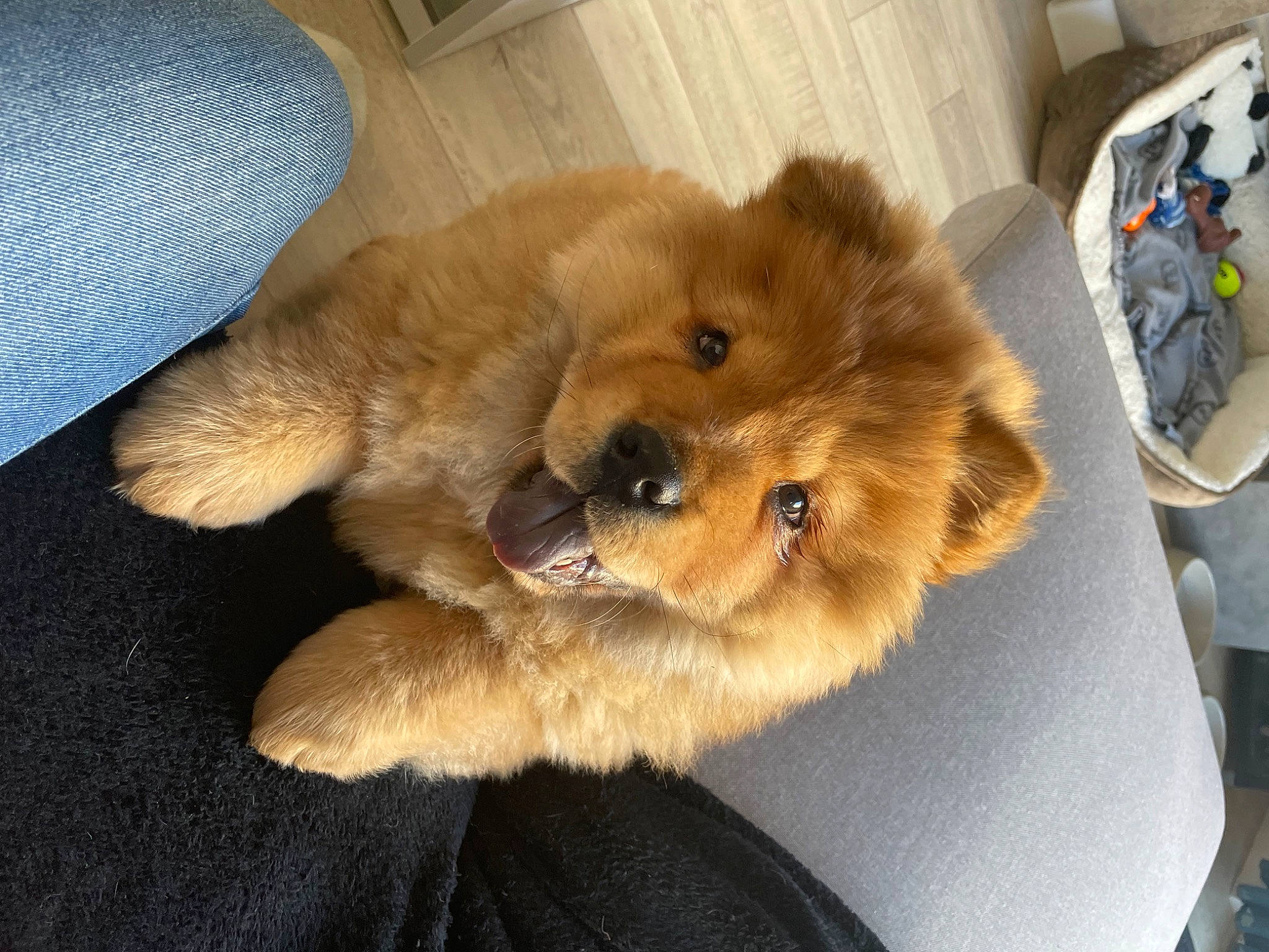 Ace participe au concours pour gagner de l'argent avec cette photo : canidae, carnivore, comfort, companion_dog, dog, dog_breed, fawn, fur, german_spitz, german_spitz_mittel, liver, non_sporting_group, paw, snout, spitz, sporting_group, terrestrial_animal, volpino_italiano, whiskers, working_animal