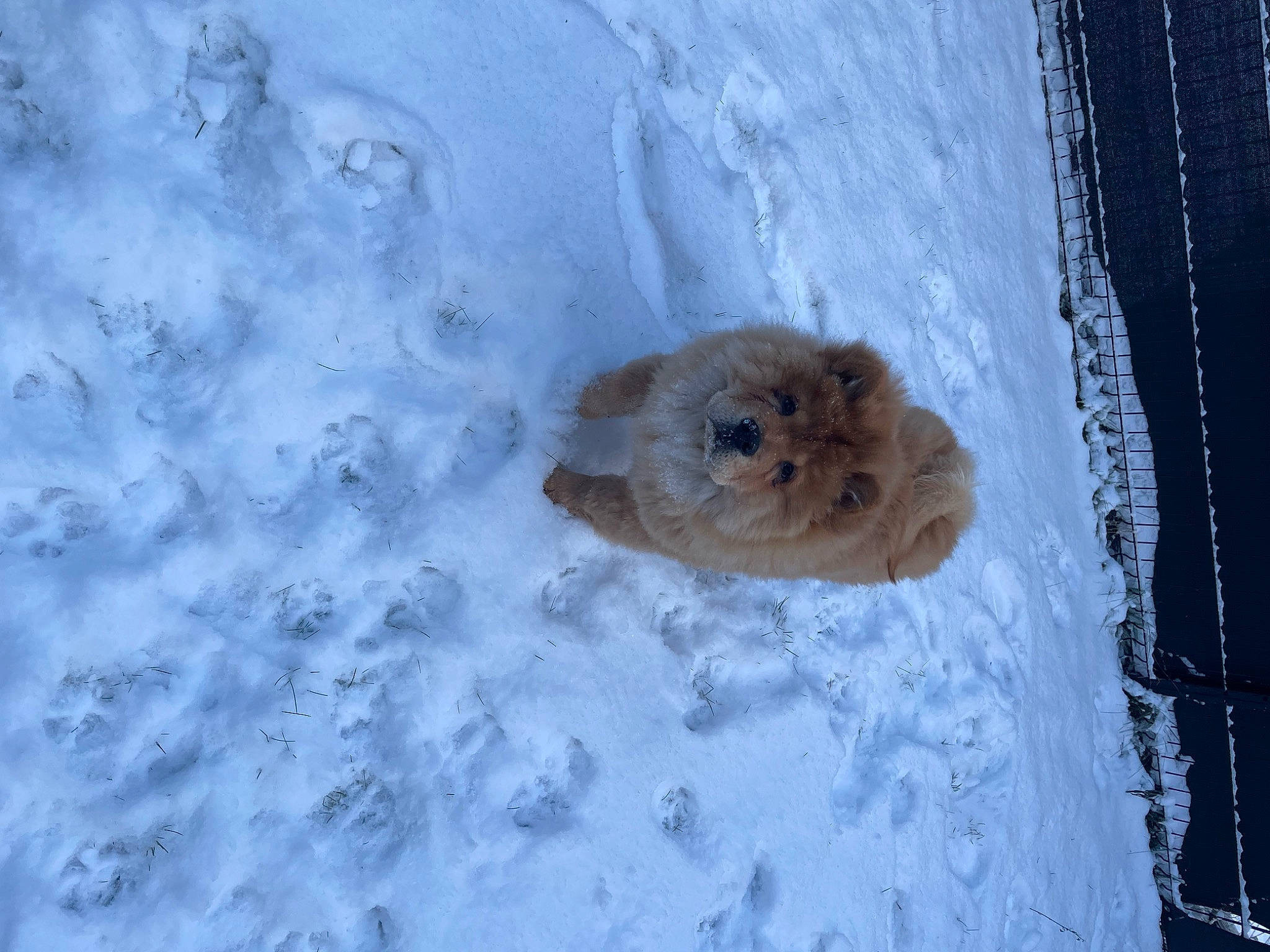 Ace a rejoint le concours — aidez-le/la à gagner de superbes lots ! canidae, dog_breed, fawn, freezing, fur, snout, snow, vertebrate, whiskers, winter