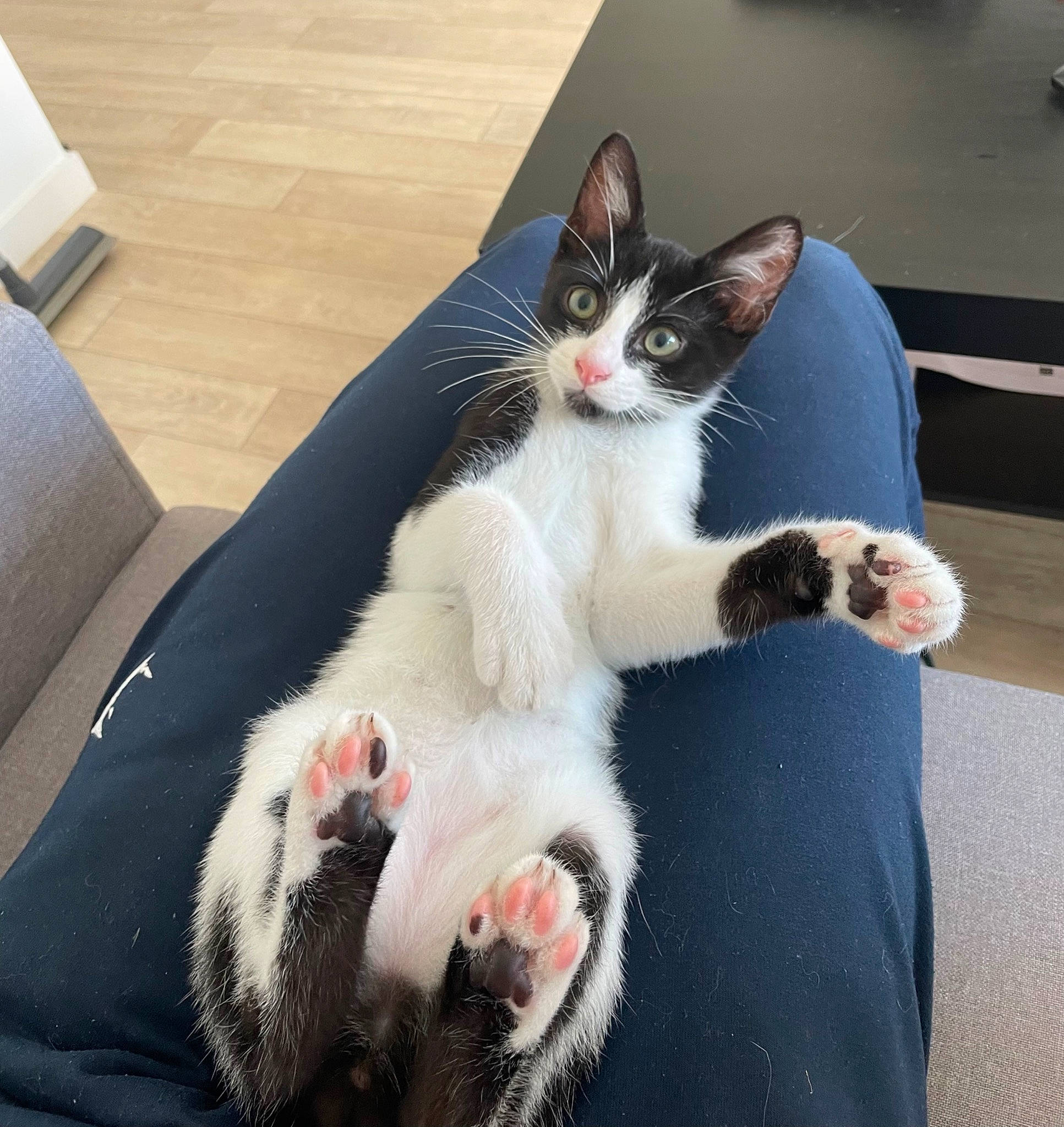 Luffy a rejoint le concours — aidez-le/la à gagner de superbes lots ! carnivore, cat, claw, comfort, domestic_short_haired_cat, felidae, flooring, foot, formal_wear, fur, lap, paw, sitting, small_to_medium_sized_cats, snout, tail, whiskers