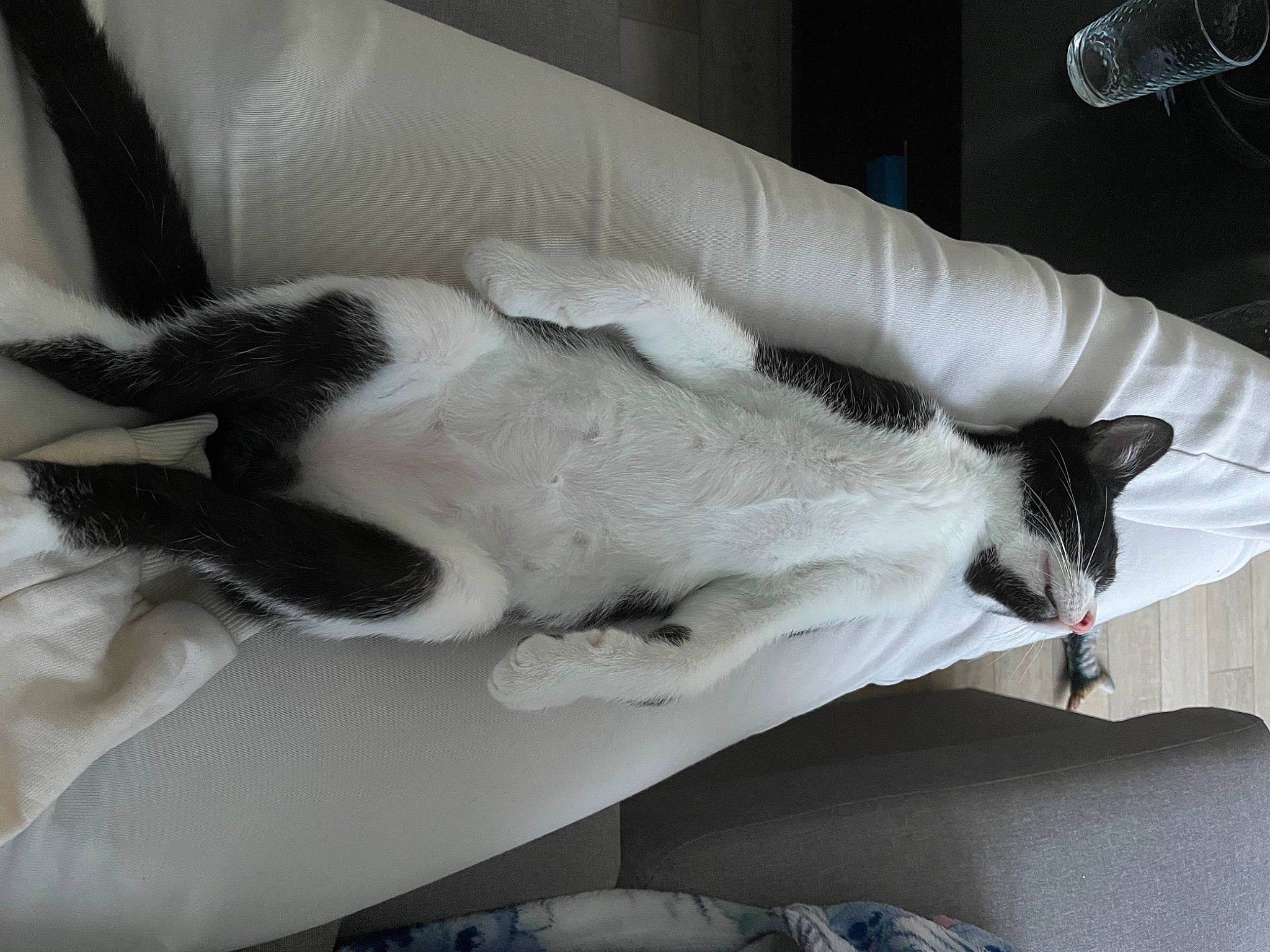 Luffy a rejoint le concours — aidez-le/la à gagner de superbes lots ! carnivore, cat, claw, comfort, companion_dog, couch, dog_breed, domestic_short_haired_cat, felidae, foot, fur, gesture, jaw, paw, room, small_to_medium_sized_cats, snout, sporting_group, tail, whiskers