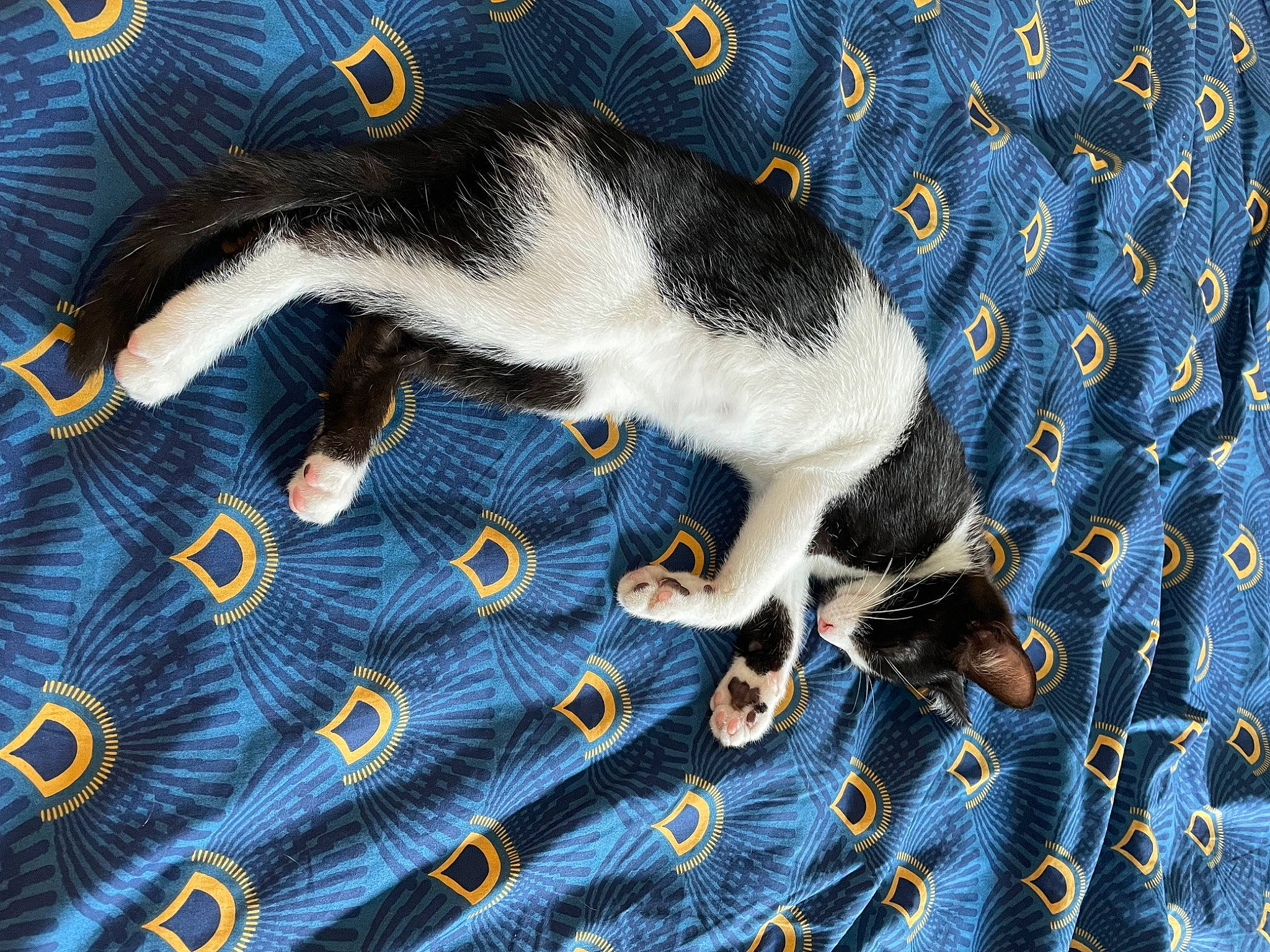 Luffy a rejoint le concours — aidez-le/la à gagner de superbes lots ! art, blue, canidae, carnivore, claw, comfort, dog_breed, electric_blue, felidae, foot, fur, human_leg, linens, pattern, paw, rodent, small_to_medium_sized_cats, tail, whiskers, woven_fabric