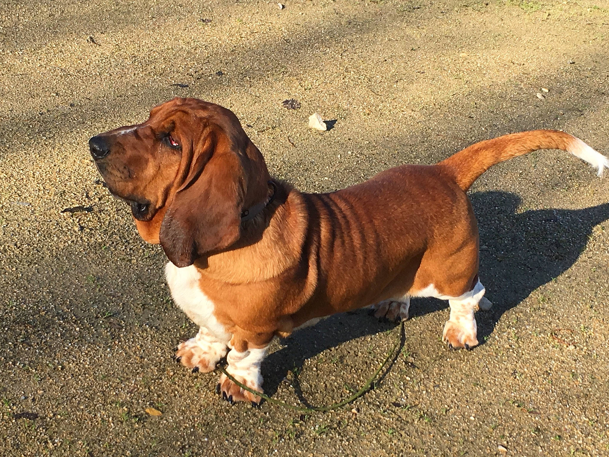 Olson a rejoint le concours — aidez-le/la à gagner de superbes lots ! artois_hound, basset_artesien_normand, basset_hound, canidae, carnivore, companion_dog, dog, dog_breed, hound, mammal, rare_breed_dog, scent_hound, snout, vertebrate, westphalian_dachsbracke