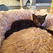 Leah is registered to the contest to win money with this photo: kitten, black_cat, sleeping, fluffy_blanket, indoor, cozy, pet, animal, resting, feline, soft_texture, small_cat, cute, domestic_animal, fur, relaxing, bed, warm_light, household, comfort
