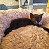 kitten, black_cat, sleeping, fluffy_blanket, indoor, cozy, pet, animal, resting, feline, soft_texture, small_cat, cute, domestic_animal, fur, relaxing, bed, warm_light, household, comfort