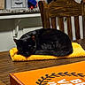 Leah is registered to the contest to win money with this photo: cat, black_cat, sleeping, towel, wooden_table, pizza_box, orange_box, chair, wooden_chair, kitchen_counter, container, indoor, pet, cozy, resting, domestic_animal, feline, table, food_packaging, home