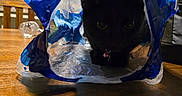 Leah joined the competition — help win amazing prizes! cat, black_cat, plastic_bag, table, wood, indoor, kitchen, pet, animal, curious, container, food_packaging, furniture, domestic, collar, shadow, dark, glowing_eyes, household, playful
