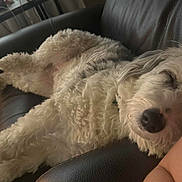 Maggie joined the competition — help win amazing prizes! dog, sleeping, curly_fur, white_fur, couch, leather, indoor, relaxed, pet, resting, close_up, furry, animal, cozy, comfort, portrait, napping, domestic, calm, household