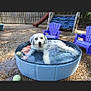 dog, water, pool, tennis_ball, purple_chair, outdoor, playground, pet, summer, happy, fence, grass, sunlight, backyard, recreation, animal, relaxing, toy, nature, daytime