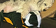 Maggie is registered to the contest to win money with this photo: dog, sleeping, couch, blanket, pillow, indoor, cozy, fur, pet, resting, leather, home, relaxation, curled_up, white_dog, fur_texture, comfort, domestic, animal, quiet
