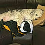 dog, sleeping, couch, blanket, pillow, indoor, cozy, fur, pet, resting, leather, home, relaxation, curled_up, white_dog, fur_texture, comfort, domestic, animal, quiet