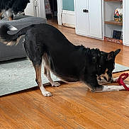 Nova Lee is registered to the contest to win money with this photo: dog, playing, living_room, wooden_floor, toy, black_dog, brown_dog, stretching, furniture, carpet, cabinet, decor, indoor, pet, curious, home, flooring, relaxed, animal, cozy