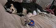 Nova Lee is registered to the contest to win money with this photo: dog, sleeping, bed, ball, remote_control, indoor, curtains, paws, black_and_white_dog, resting, furniture, plastic_drawer, bag, mirror, door, blanket, home, relaxation, toy, quiet