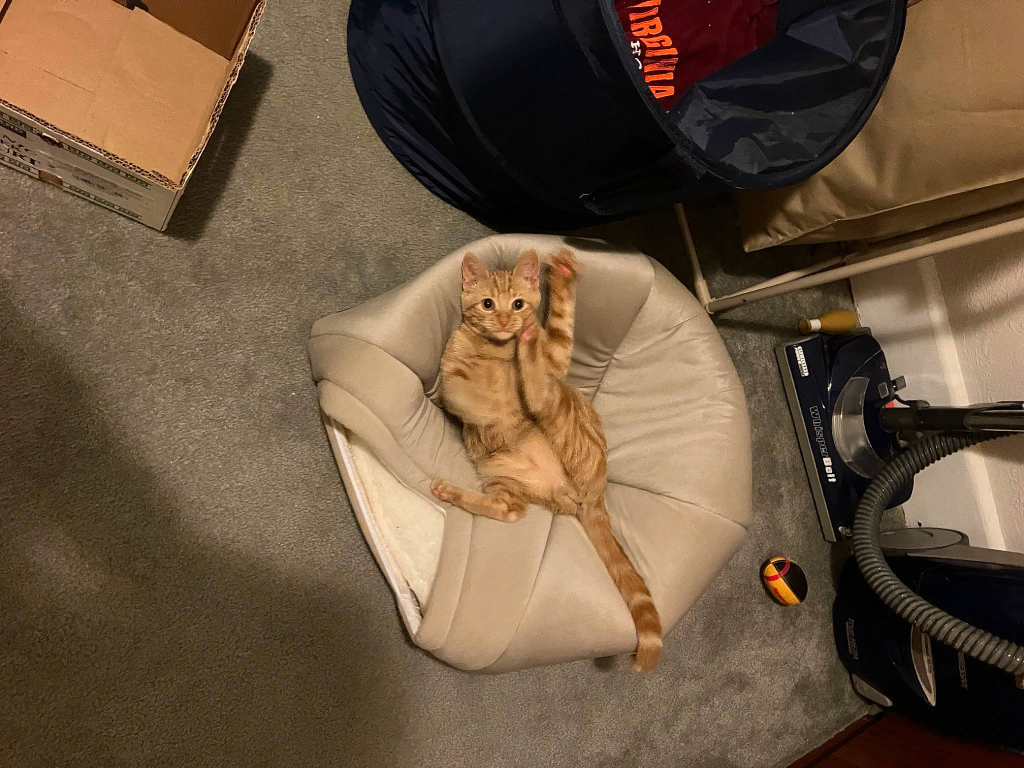 Kenny is registered to the contest to win money with this photo: automotive_lighting, automotive_tire, bag, baggage, box, car_seat, carnivore, comfort, companion_dog, doll, eyewear, fashion_accessory, goggles, linens, luggage_and_bags, metal, toy, trunk, vehicle_door, wood