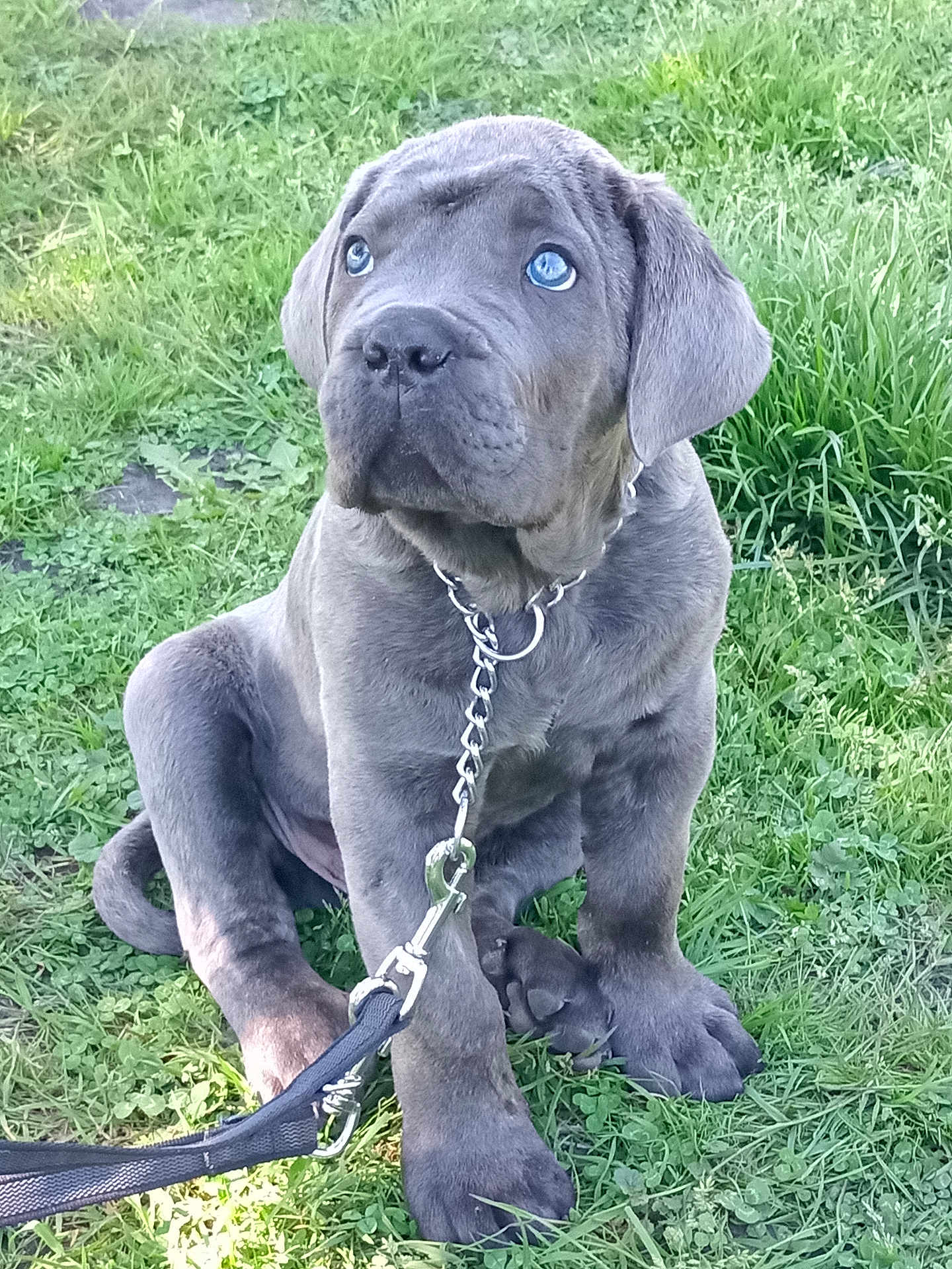 Sirius a rejoint le concours — aidez-le/la à gagner de superbes lots ! puppy, dog, blue_eyes, gray_fur, leash, collar, grass, outdoor, pet, young_dog, cute, sitting, animal, nature, canine, playful, domestic_animal, fur, alert, companionship