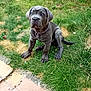 puppy, dog, grass, outdoor, pet, blue_eyes, collar, chain, young_dog, sitting, curious, lawn, tile, nature, animal, mammal, cute, fur, paw, garden