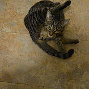 Grey is registered to the contest to win money with this photo: cat, tabby, animal, pet, floor, tile, indoor, fur, whiskers, tail, curious, looking_up, cute, mammal, domestic, striped, ears, eyes, paws, sitting