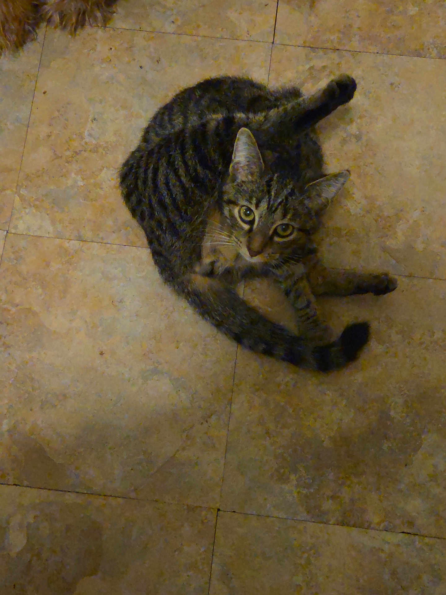Grey is registered to the contest to win money with this photo: cat, tabby, animal, pet, floor, tile, indoor, fur, whiskers, tail, curious, looking_up, cute, mammal, domestic, striped, ears, eyes, paws, sitting