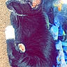 Luna is registered to the contest to win money with this photo: aquarium, black_and_white, carpet, cat, close_up, cozy, curled_up, domestic_animal, feline, fish_tank, fur, indoor, paw, pet, relaxing, resting, sleeping, stones, water, whiskers