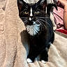 Luna is registered to the contest to win money with this photo: black_and_white, blanket, cat, comfort, cozy, curious, domestic_animal, feline, fur, home, indoor, kitten, legs, person, pet, relaxing, sitting, soft_texture, whiskers, young_cat