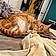 La Tigre
