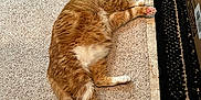 La Tigre is registered to the contest to win money with this photo: cat, orange_cat, white_fur, carpet, rug, cardboard_box, indoor, pet, feline, resting, relaxed, fluffy, sleepy, paw, tail, ear, floor, home, animal, cute