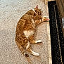 cat, orange_cat, white_fur, carpet, rug, cardboard_box, indoor, pet, feline, resting, relaxed, fluffy, sleepy, paw, tail, ear, floor, home, animal, cute