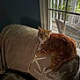 cat, tabby, orange_cat, indoor, armchair, blanket, window, wicker_furniture, patio, relaxed, pet, feline, cozy, home_interior, curtains, daylight, looking, animal, resting, fur