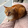 La Tigre is registered to the contest to win money with this photo: cat, orange_tabby, white_paws, white_chest, pet, feline, indoor, blanket, pink_blanket, window, curtain, relaxed, resting, fur, whiskers, ears, animal, domestic_animal, looking_out, cozy