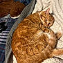 La Tigre joined the competition — help win amazing prizes! cat, ginger_cat, sleepy, blanket, cozy, bedspread, plaid, fur, tail, pet, indoor, resting, soft, comfort, animal, cute, feline, relaxed, home, sleep