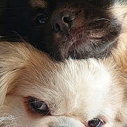 Moka Et Laiko a rejoint le concours — aidez-le/la à gagner de superbes lots ! dog, puppy, cute, snuggling, close_up, face, fur, pet, animal, companion, friendship, resting, cozy, soft_texture, brown, black, white, adorable, portrait, indoor