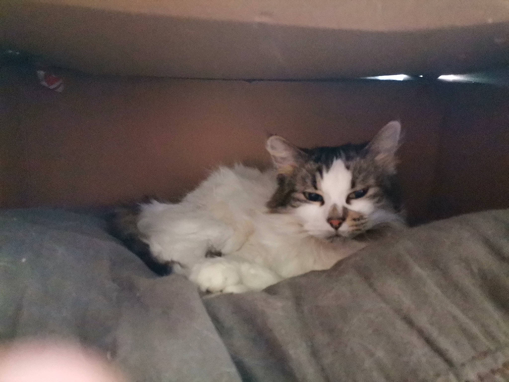 Lolita a rejoint le concours — aidez-le/la à gagner de superbes lots ! box, carnivore, cat, cat_bed, cat_supply, comfort, couch, domestic_short_haired_cat, felidae, fur, hardwood, nap, paw, room, small_to_medium_sized_cats, tail, whiskers, window, wood