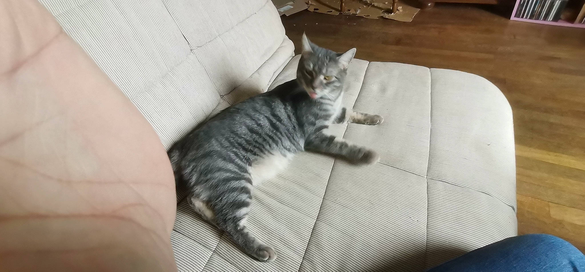 Seth a rejoint le concours — aidez-le/la à gagner de superbes lots ! carnivore, cat, claw, comfort, couch, domestic_short_haired_cat, felidae, fur, grey, hardwood, nap, paw, room, small_to_medium_sized_cats, snout, tail, terrestrial_animal, whiskers, wood