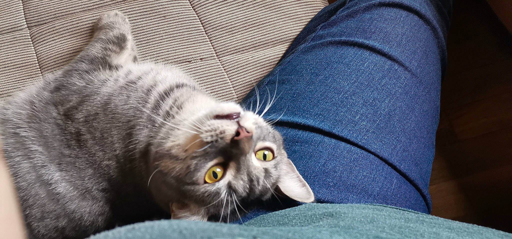 Seth participe au concours pour gagner de l'argent avec cette photo : carnivore, cat, claw, comfort, denim, domestic_short_haired_cat, electric_blue, eye, felidae, fur, grey, paw, photograph, plant, small_to_medium_sized_cats, snout, terrestrial_animal, whiskers