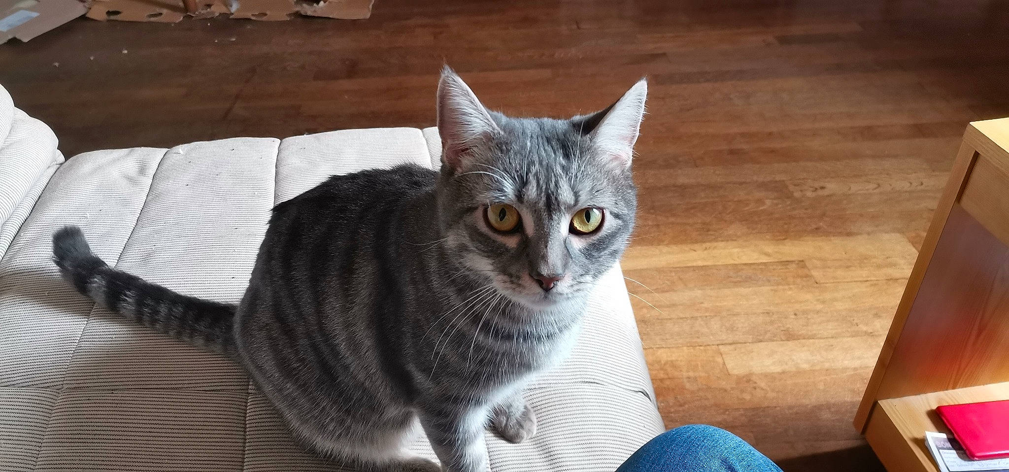 Seth a rejoint le concours — aidez-le/la à gagner de superbes lots ! carnivore, cat, cat_furniture, cat_supply, comfort, domestic_short_haired_cat, eye, felidae, flooring, fur, grey, hardwood, paw, sitting, small_to_medium_sized_cats, snout, tail, whiskers, window, wood