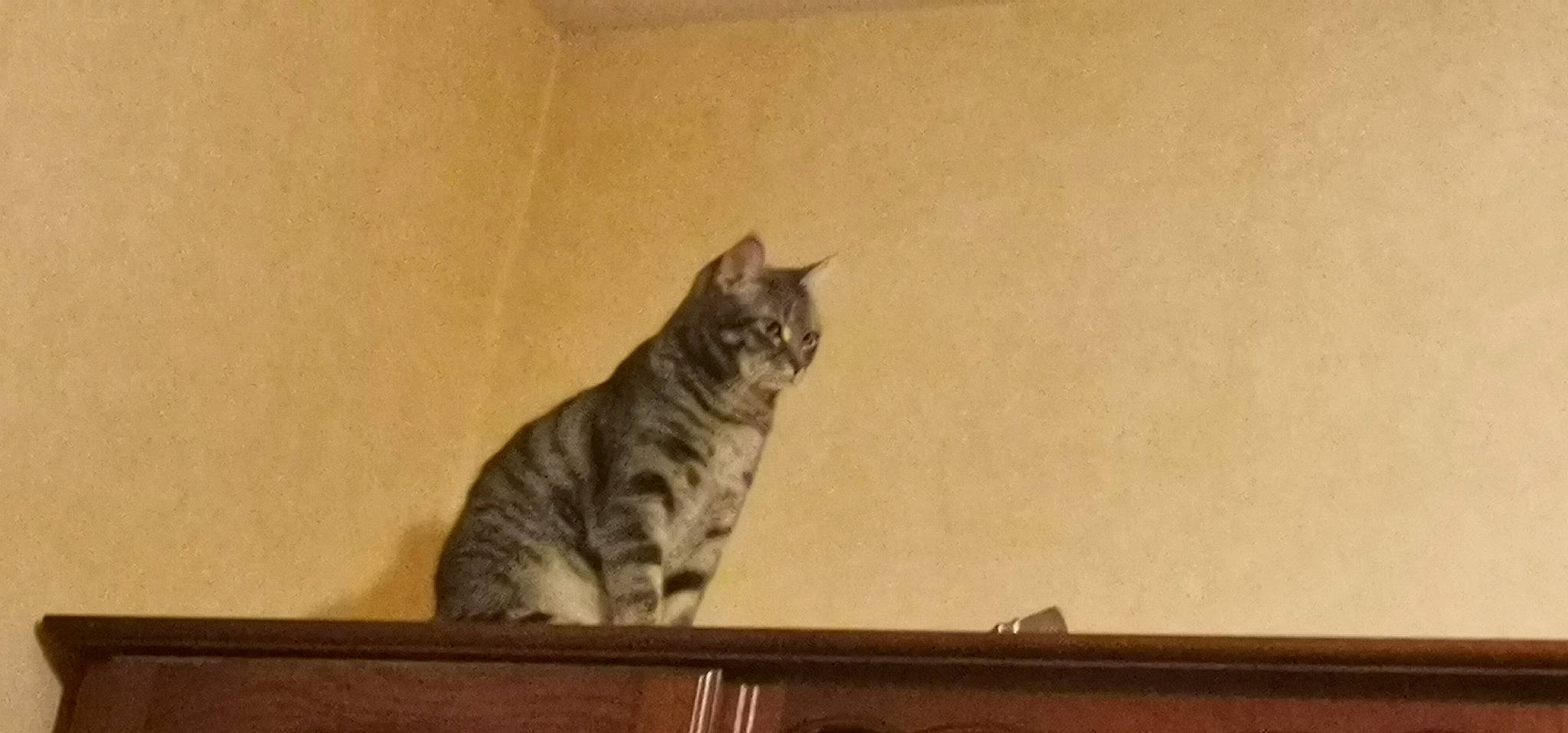 Athena participe au concours pour gagner de l'argent avec cette photo : carnivore, cat, domestic_short_haired_cat, door, felidae, fur, hardwood, paw, room, small_to_medium_sized_cats, snout, tail, terrestrial_animal, whiskers, window, wood