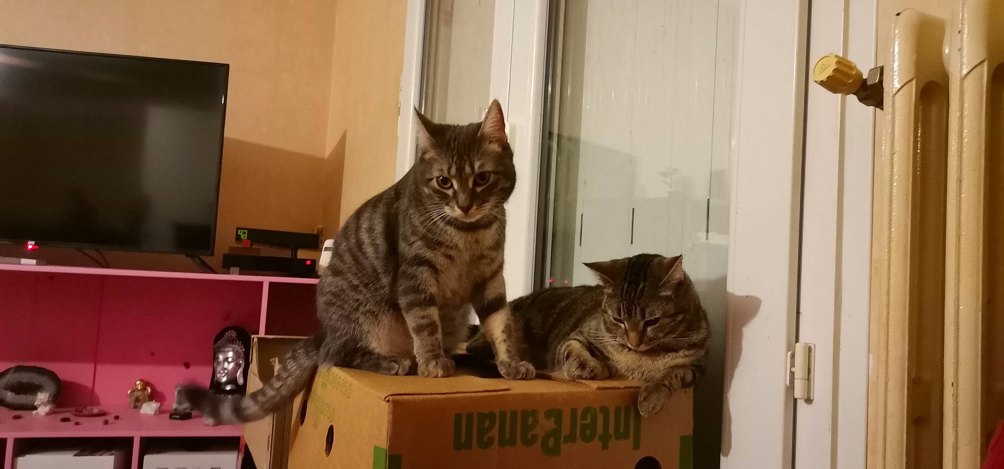 Athena a rejoint le concours — aidez-le/la à gagner de superbes lots ! box, cardboard, carnivore, cat, cat_supply, comfort, domestic_short_haired_cat, door, felidae, fur, packaging_and_labeling, pet_supply, room, shelf, shipping_box, small_to_medium_sized_cats, whiskers, wood