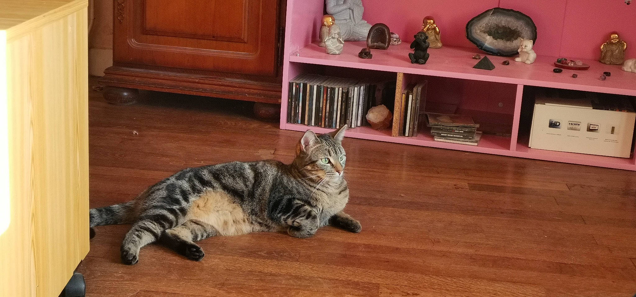 Athena participe au concours pour gagner de l'argent avec cette photo : cabinetry, carnivore, cat, domestic_short_haired_cat, felidae, floor, flooring, fur, hardwood, laminate_flooring, room, shelf, shelving, small_to_medium_sized_cats, snout, tail, whiskers, wood, wood_flooring, wood_stain