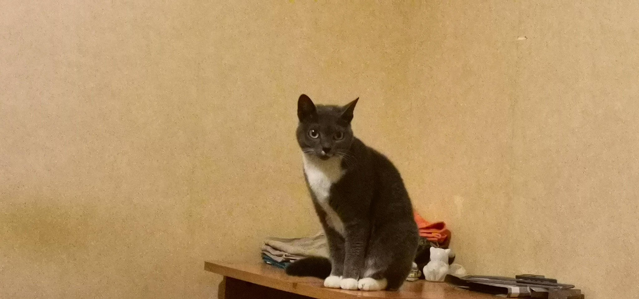 Leeloo a rejoint le concours — aidez-le/la à gagner de superbes lots ! black_cat, carnivore, cat, cat_supply, domestic_short_haired_cat, felidae, fur, hardwood, paw, small_to_medium_sized_cats, snout, table, tail, whiskers, wood