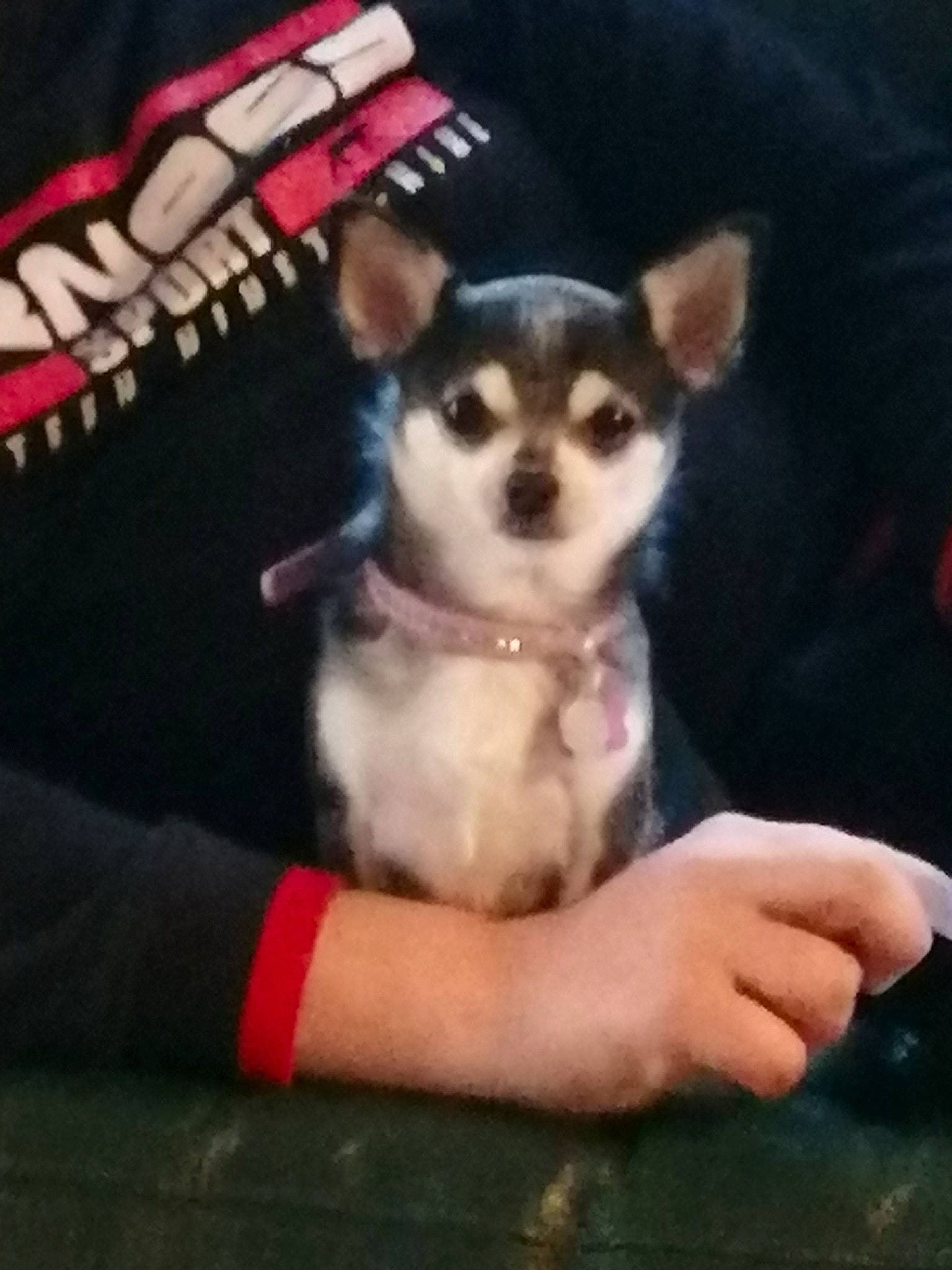 Mia a rejoint le concours — aidez-le/la à gagner de superbes lots ! canidae, carmine, carnivore, companion_dog, dog, dog_breed, dog_supply, fawn, font, fur, paw, photo_caption, sleeve, snout, tail, toy_dog, whiskers